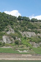  This section of the Rhine is called the Loreley Valley.  The banks are steep and dotted with small vineyards.