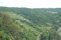  Some of the many vineyards along the Rhine.