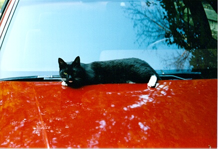 Melyanna on the car