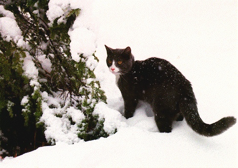 A young Singollo in the snow