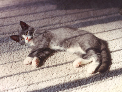 Singollo as a kitten